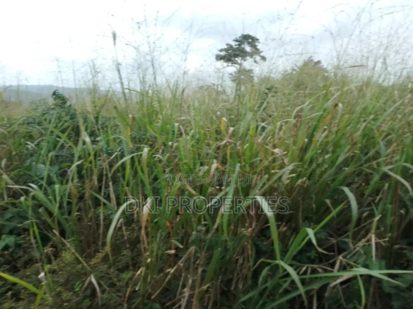 View of a fertile, cultivated farm land in Apedwa, Eastern Region, with a small farm house and clear access road.