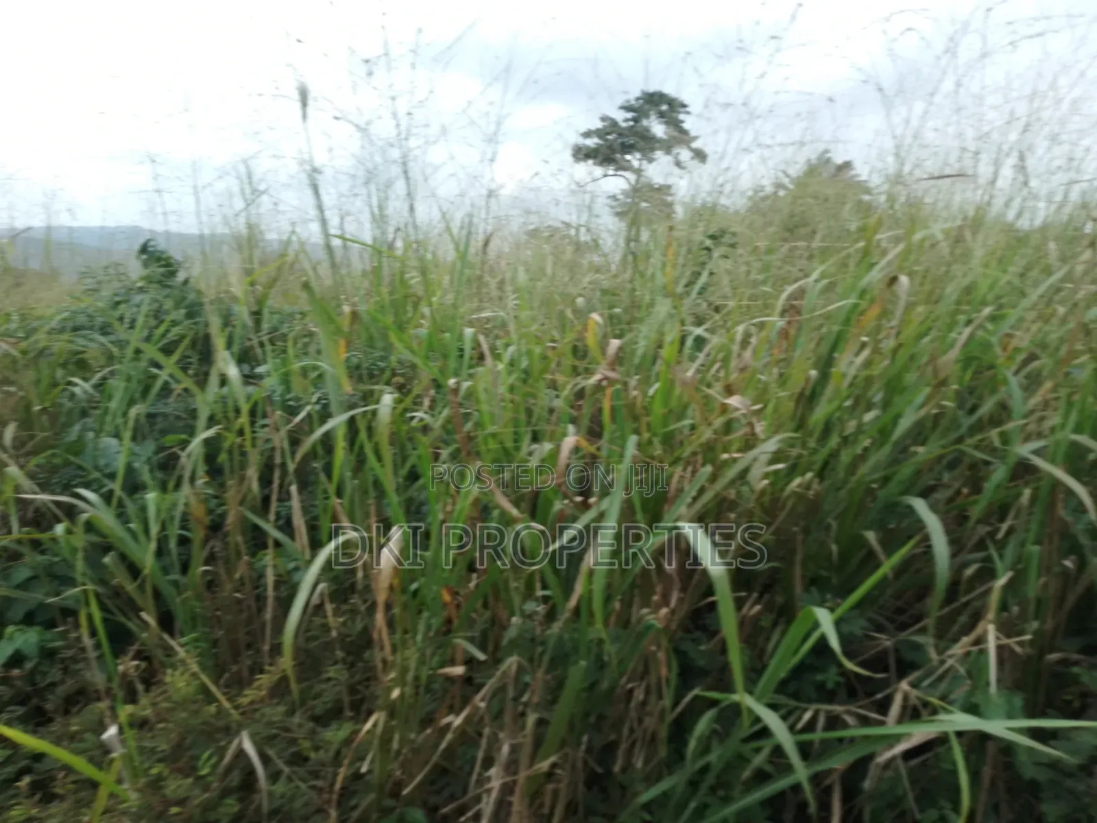 View of a fertile, cultivated farm land in Apedwa, Eastern Region, with a small farm house and clear access road.